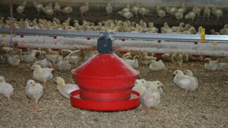 La production de poulet a atteint un record en 2024 avec près de 1 300 000 tonnes équivalent carcasse produites.