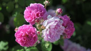 Rosa multiflora platyphylla.