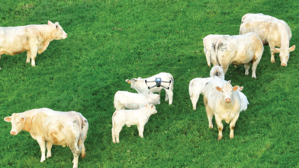 Idele Drone Tournée Animaux