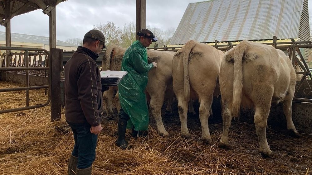Echographie sur vaches charolaises