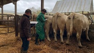 Echographie sur vaches charolaises