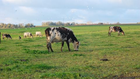 Représentant 22 % des achats de produits laitiers par les ménages en 2024, les circuits de distribution spécialisés en bio confirment en 2025 le rebond des ventes observé en 2024.