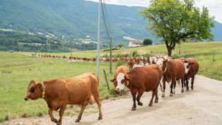 Les mouvements d'animaux sont désormais possible depuis la première zone réglementée et la zone indemne, dès ce mercredi 22 octobre 2025.