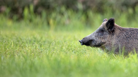 La population de sangliers, avant chasse, oscille entre 1,275 à 1,525 million d’individus. Un nombre amené à augmenter avec le réchauffement climatique. La population de sangliers, avant chasse, oscille entre 1,275 à 1,525 million d’individus. Un nombre amené à augmenter avec le réchauffement climatique.