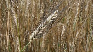 Si les estimations de l'AGPB se confirment bien, l'aide couplée au blé dur en zone traditionnelle pourrait passer de moins de 60 €/ha à plus de 140 €/ha en 2025.