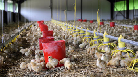 L'association L214 porte plainte contre un couvoir des Deux-Sèvres qui pratique le broyage autorisé de poussins.