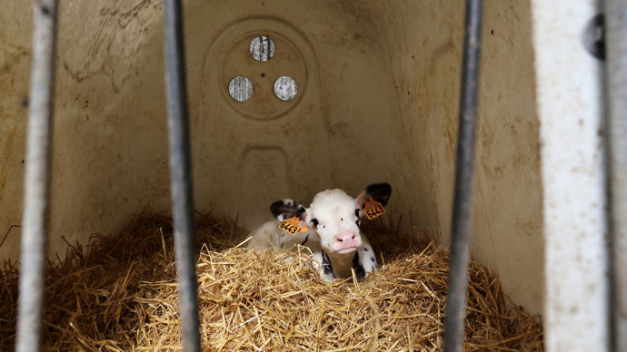 " Pour bien gérer la diarrhée des veaux, il faut se dire que l’éleveur est en guerre ! Et il faut évaluer le temps et la capacité de nursing qu’il a, en plus de lui écrire le plan de réhydratation », selon Bertrand Guin, vétérinaire bourguignon à la retraite.