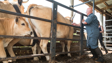 Sur le financement des vaccins, le Modef assure que « les éleveurs seraient prêts à payer les vaccins pour protéger leurs troupeaux ».
