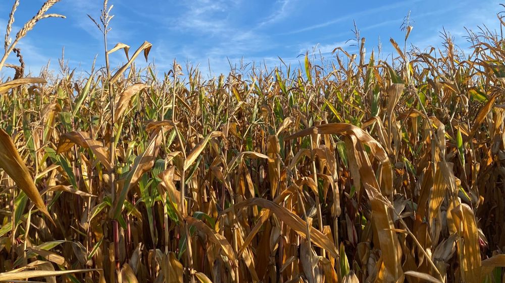 Cette année, les épisodes caniculaires de l’été ont pesé sur les rendements des maïs. Ils atteindraient 87,5 q/ha en grain (- 8 q/ha par rapport à celui de 2024), selon Agreste au 1er septembre. Cette année, les épisodes caniculaires de l’été ont pesé sur les rendements des maïs. Ils atteindraient 87,5 q/ha en grain (- 8 q/ha par rapport à celui de 2024), selon Agreste au 1er septembre.