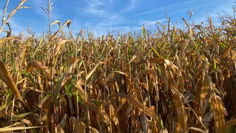 Cette année, les épisodes caniculaires de l’été ont pesé sur les rendements des maïs. Ils atteindraient 87,5 q/ha en grain (- 8 q/ha par rapport à celui de 2024), selon Agreste au 1er septembre. Cette année, les épisodes caniculaires de l’été ont pesé sur les rendements des maïs. Ils atteindraient 87,5 q/ha en grain (- 8 q/ha par rapport à celui de 2024), selon Agreste au 1er septembre.