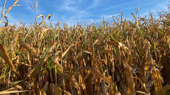 Cette année, les épisodes caniculaires de l’été ont pesé sur les rendements des maïs. Ils atteindraient 87,5 q/ha en grain (- 8 q/ha par rapport à celui de 2024), selon Agreste au 1er septembre.
