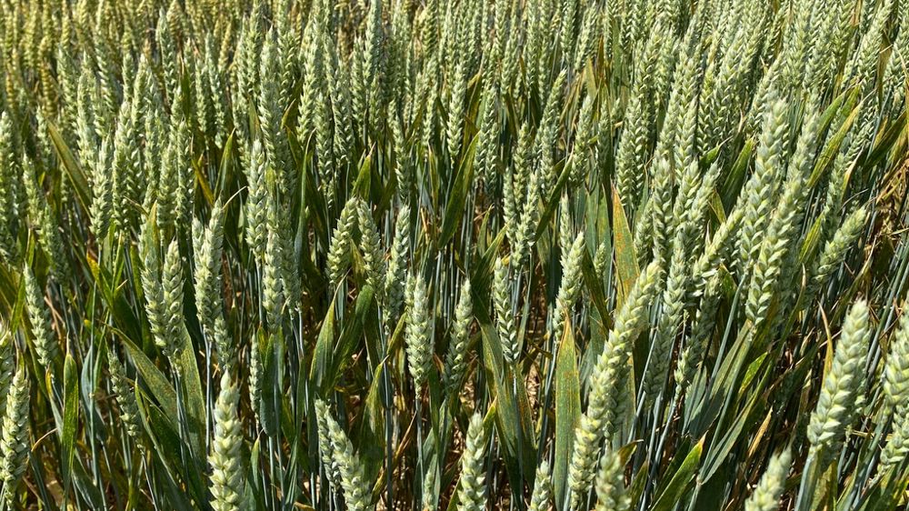 Le nombre de passage sur céréales perd logiquement du terrain, pour s’afficher à 1,9 en moyenne en blé contre 2,3 en 2024. Le nombre de passage sur céréales perd logiquement du terrain, pour s’afficher à 1,9 en moyenne en blé contre 2,3 en 2024.