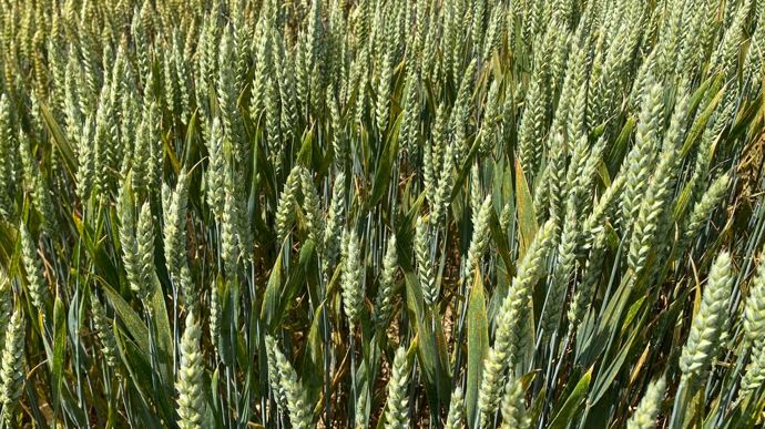 Le nombre de passage sur céréales perd logiquement du terrain, pour s’afficher à 1,9 en moyenne en blé contre 2,3 en 2024.