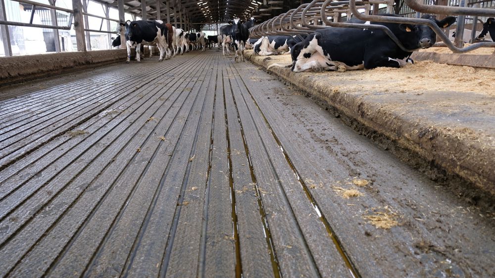 Tapis drainants Magellan dans une stabulation pour vaches laitières