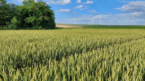 Les rendements du blé LifyWheat étant inférieurs à ceux d’un blé standard, les producteurs bénéficient d’une valorisation. Les rendements du blé LifyWheat étant inférieurs à ceux d’un blé standard, les producteurs bénéficient d’une valorisation.