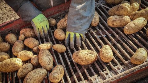 Arvalis partage ses résultats d'essais sur l'utilisation du 1-Méthylcyclopropène, comme inhibiteur de l'éthylène sur la coloration à la friture.