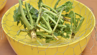 Les tests Berlèses permettent de connaître l'infestation d'une parcelle de colza en larves de grosses altises. Les tests Berlèses permettent de connaître l'infestation d'une parcelle de colza en larves de grosses altises.