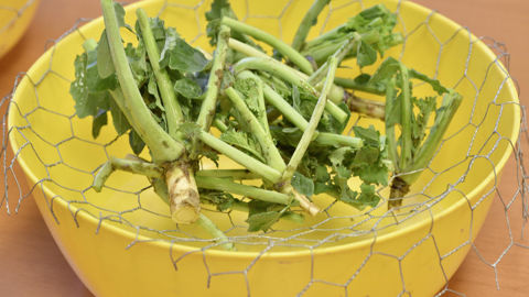 Les tests Berlèses permettent de connaître l'infestation d'une parcelle de colza en larves de grosses altises. Les tests Berlèses permettent de connaître l'infestation d'une parcelle de colza en larves de grosses altises.