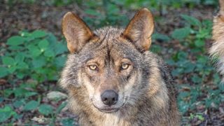 Les exploitants de la Creuse ont perdu 76 ovins en un mois.Ils demandent le renfort de la brigade loup. Les exploitants de la Creuse ont perdu 76 ovins en un mois.Ils demandent le renfort de la brigade loup.