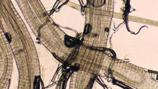 Bursaphelenchus xylophilus