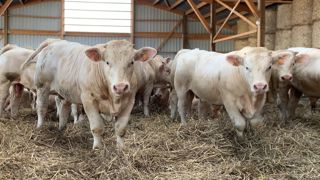 Engraissement de taurillon charolais