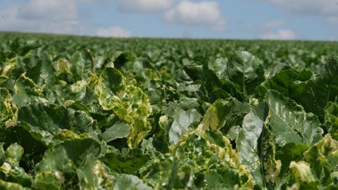 Les services du ministère de l’Agriculture « prennent actuellement connaissance [du rapport de l’Inrae sur les alternatives aux néonicotinoïdes] et étudient avec attention les recommandations qui y figurent ».