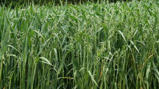 Une étude publiée le 29 octobre 2025 dans la revue Nature passe au peigne fin le génome de 33 lignées d'avoine.