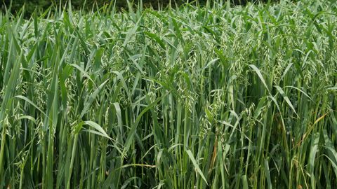 Une étude publiée le 29 octobre 2025 dans la revue Nature passe au peigne fin le génome de 33 lignées d'avoine.