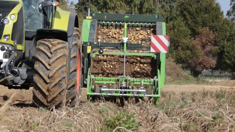 Les exportations de frites surgelées belges notamment ont chuté de 6,1 % entre juin 2024 et juin 2025.