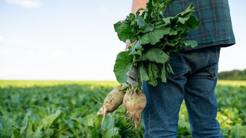 « La rentabilité de la betterave se mesure dans la durée : en moyenne sur sept ans, les marges, certes volatiles, peuvent être les meilleures de la ferme aux côtés de la pomme de terre et du lin », met en avant Timothé Masson, économiste à la CGB.