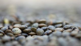 L'observatoire informe que la lentille reste de loin le légume sec le plus acheté en restauration collective, devant les haricots. L'observatoire informe que la lentille reste de loin le légume sec le plus acheté en restauration collective, devant les haricots.