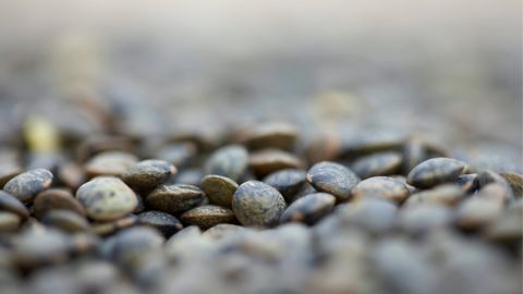 L'observatoire informe que la lentille reste de loin le légume sec le plus acheté en restauration collective, devant les haricots. L'observatoire informe que la lentille reste de loin le légume sec le plus acheté en restauration collective, devant les haricots.