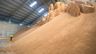 Le soja est le baromètre des relations diplomatiques sino-américaines. Il a permis à la graine de colza de flirter avec les 485 €/t sur l’échéance de février d’Euronext. Le soja est le baromètre des relations diplomatiques sino-américaines. Il a permis à la graine de colza de flirter avec les 485 €/t sur l’échéance de février d’Euronext.