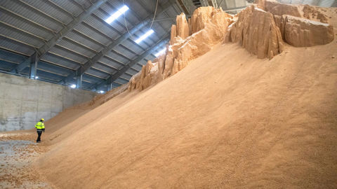 Le soja est le baromètre des relations diplomatiques sino-américaines. Il a permis à la graine de colza de flirter avec les 485 €/t sur l’échéance de février d’Euronext. Le soja est le baromètre des relations diplomatiques sino-américaines. Il a permis à la graine de colza de flirter avec les 485 €/t sur l’échéance de février d’Euronext.