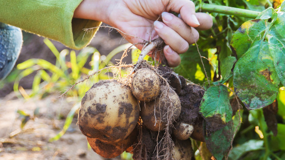 Arrachage manuel de pomme de terre
