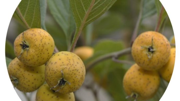 Crataegus mexicana ‘Stipulacea’