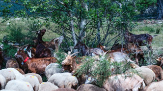 La Commission européenne propose de renforcer la vocation sociale de l'aide de base au revenu, en ciblant davantage les agriculteurs dont la situation le justifie sur la base de critères socio-économiques.