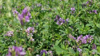 La luzerne est mise à l'honneur à Reims et Chalons-en-Champagne du 3 au 6 novembre 2025 à l'occasion de son congrès mondial, organisé pour la première fois en Europe.