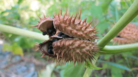Les bogues de datura ramassées, seront jetées avec les ordures ménagères.
