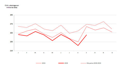 abattages de bovins de boucherie