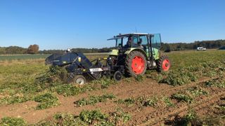 L'arracheuse, spécifique à l'arachide, forme des andains qui sèchent au soleil avant que ne soient récoltées les coques elles-mêmes.
