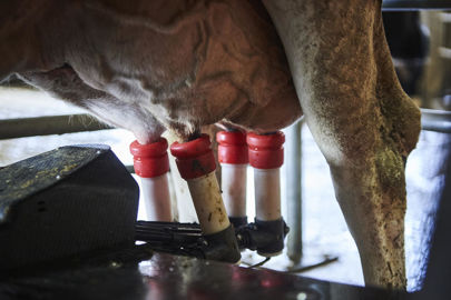 Le rapport recense une diminution du cheptel de vaches laitières de 15 % entre 2018 et 2024