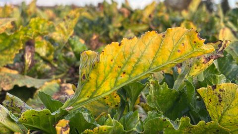 La CGB constate de la jaunisse « un peu partout » en France en 2025. Pour les parcelles touchées, la baisse de rendement est significative.