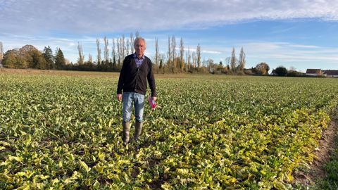 Jean-Philippe Garnot agriculteur à Courpalay Seine-et-Marne dans une de ses parcelles de betteraves touchée par la jaunisse. Jean-Philippe Garnot agriculteur à Courpalay Seine-et-Marne dans une de ses parcelles de betteraves touchée par la jaunisse.