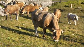 Le ministère de l'Agriculture a confirmé la levée de la deuxième zone réglementée de dermatose nodulaire contagieuse ce jeudi 6 novembre 2025.