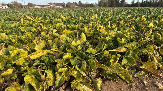 Sans néonicotinoïde, la protection chimique des betteraves contre les pucerons repose sur deux produits : Teppeki (flonicamide) et Movento (spirotétramate).