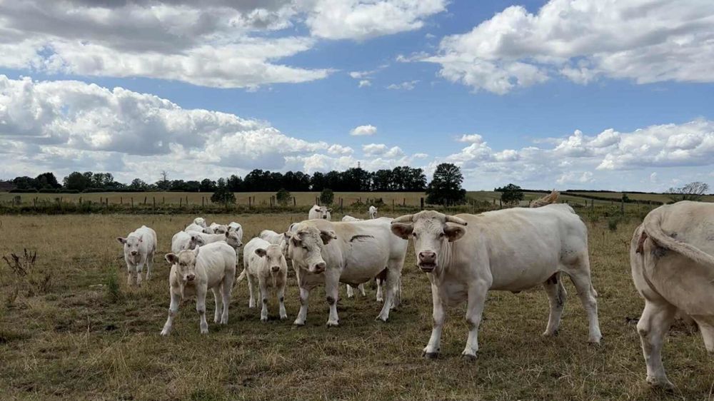 Vaches et veaux charolais en prairie l'été.