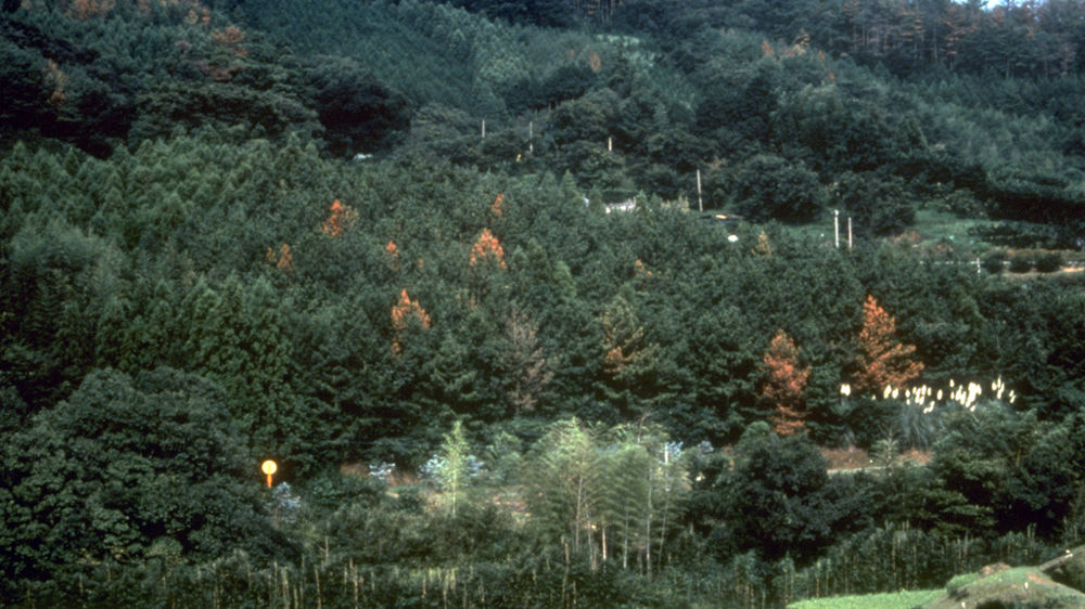 Le nématode du pin provoque la mort des pins infestés en quelques semaines. Ici, dépérissement de pins au Japon dû à Bursaphelenchus xylophilus.