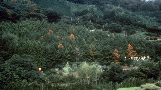 Le nématode du pin provoque la mort des pins infestés en quelques semaines. Ici, dépérissement de pins au Japon dû à Bursaphelenchus xylophilus.