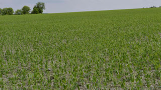 « La contractualisation est un levier majeur de structuration des filières dans le temps long », avance Marie-Benoît Magrini, ingénieure de recherche en économie à l’Inrae.